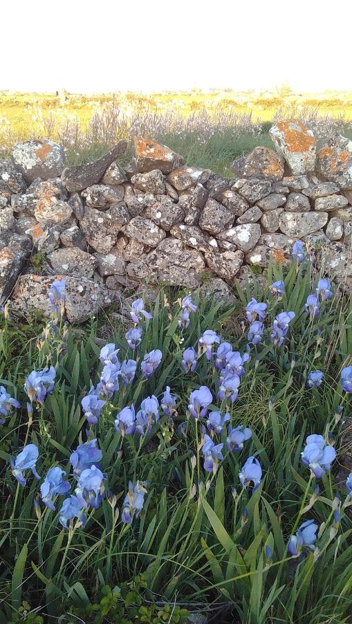 Formazione di Iris pallida Lam. tra Soleto e Sternatia in prov. di LE, foto di Oreste Caroppo del pomeriggio del 31 marzo 2019