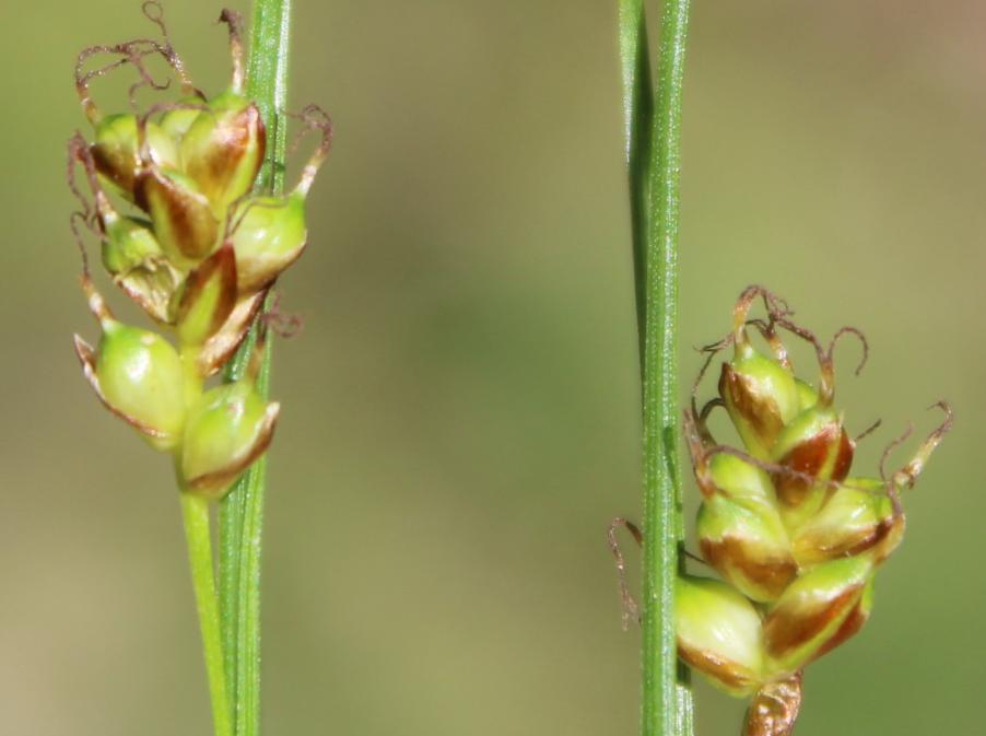 <i>Carex liparocarpos</i> Gaudin subsp. <i>liparocarpos</i>