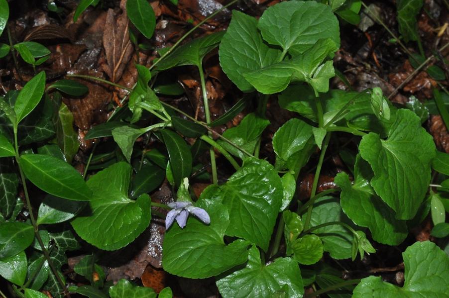 <i>Viola mirabilis</i> L.
