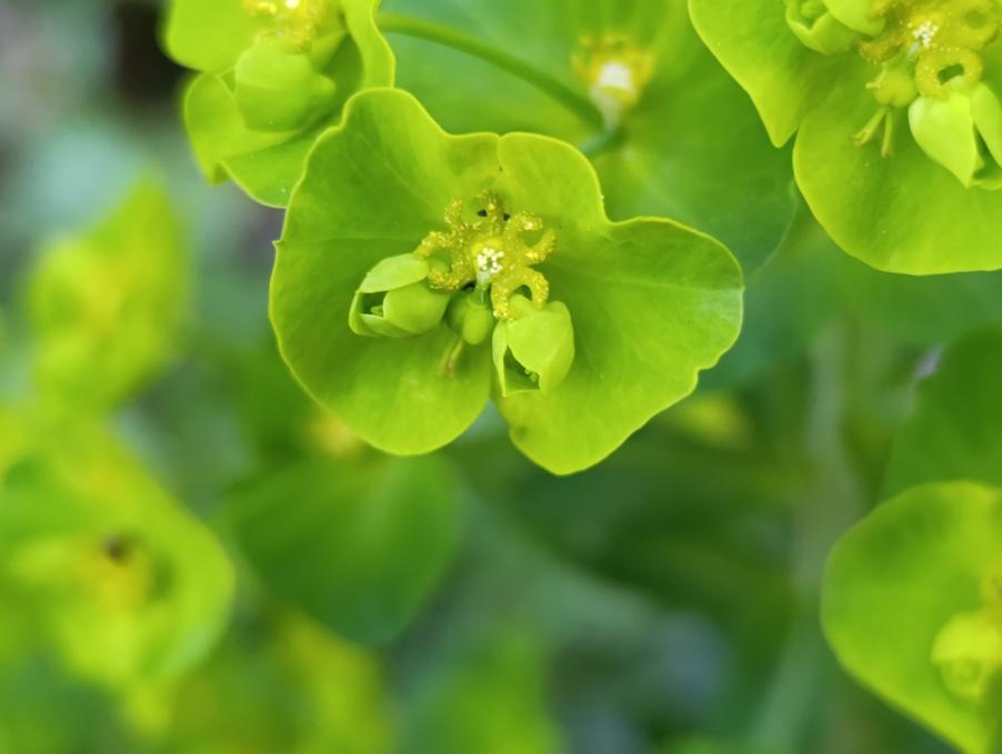 <i>Euphorbia meuselii</i> Geltman