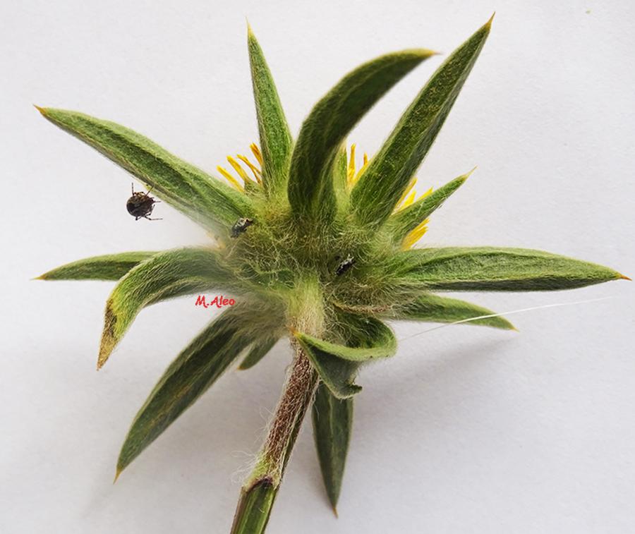 Pallenis-spinosa-(L.)-Cass.-subsp.-spinosa.jpg