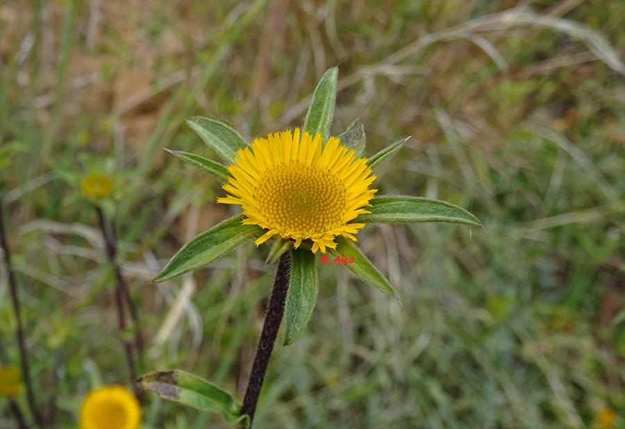 Pallenis-spinosa-(L.)-Cass.-subsp.-spinosa.jpg