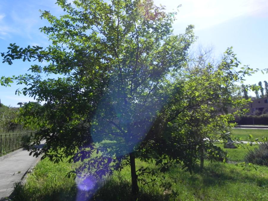 Quercus sp. - Parco del Vallato D3SE 14-04-2024 (88).JPG