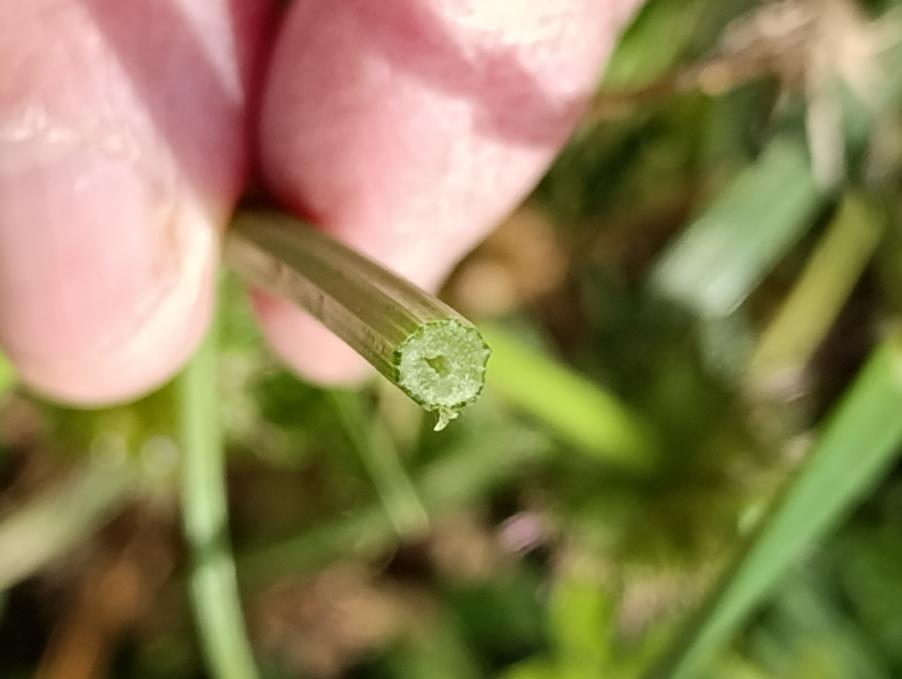 Oenanthe fistulosa L. Apiaceae Finocchio acquatico tubuloso (11).jpg
