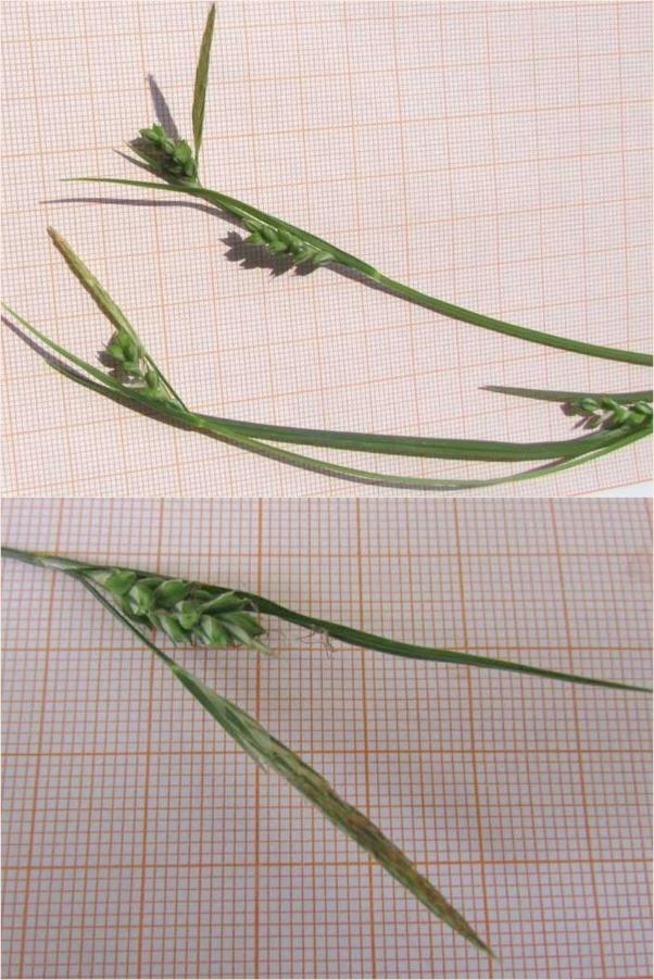 8-Carex olbiensis Giorgio Faggi.jpg