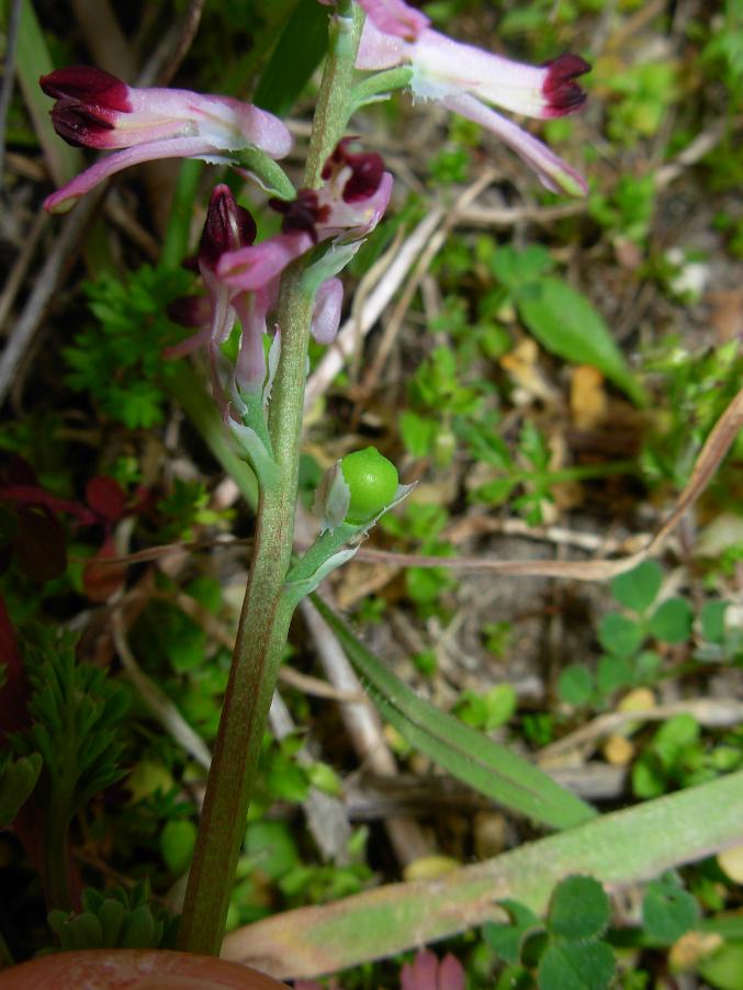 <i>Fumaria barnolae</i> Sennen & Pau subsp. <i>barnolae</i>