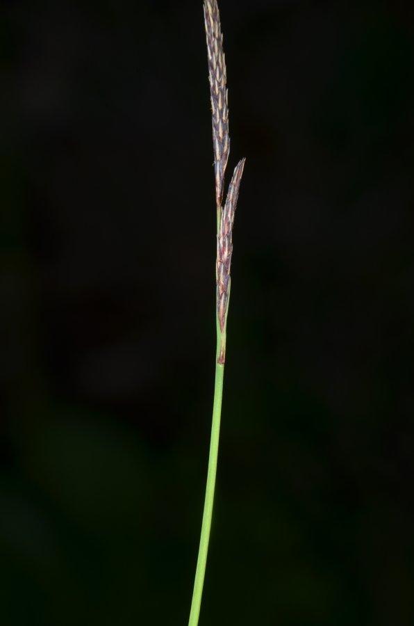 Carex 20240427-105.jpg