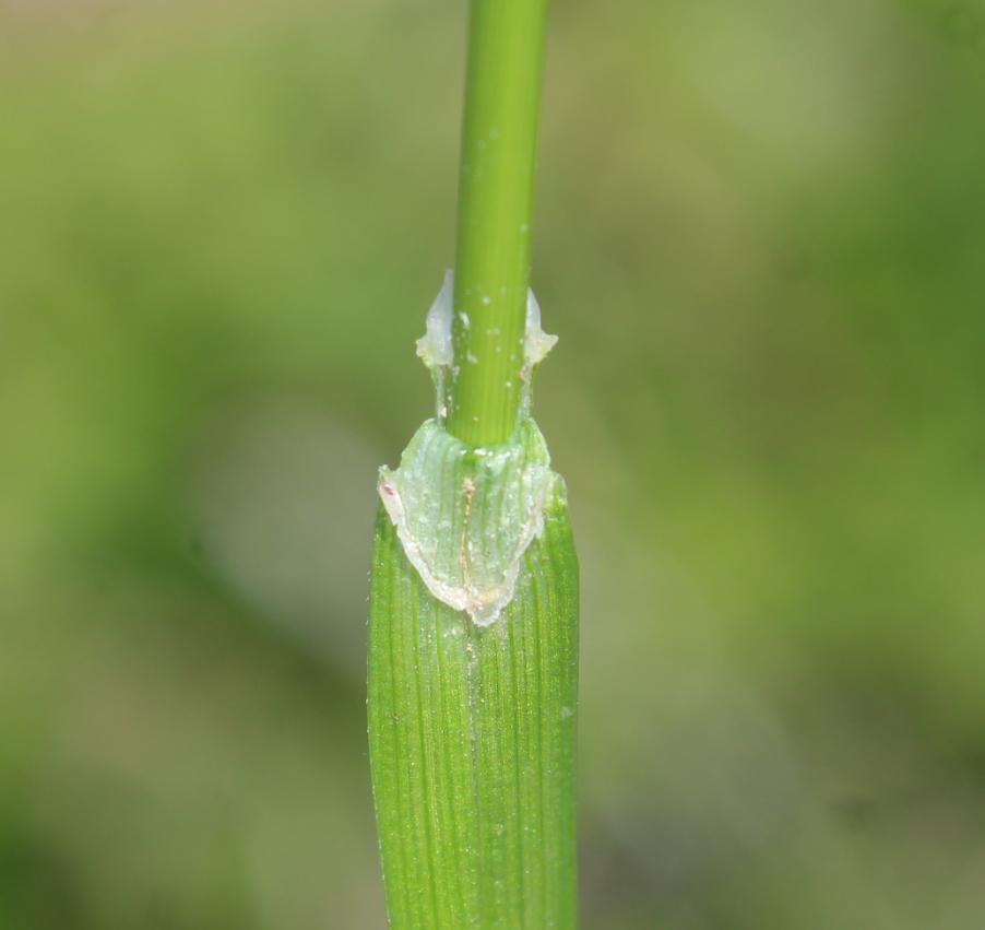 <i>Carex distans</i> L.