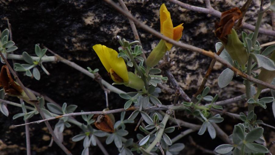 Cytisus spinescens C. Presl..JPG