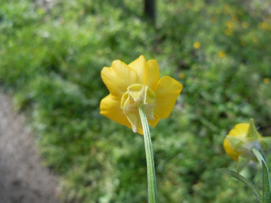 Ranunculus (4).JPG