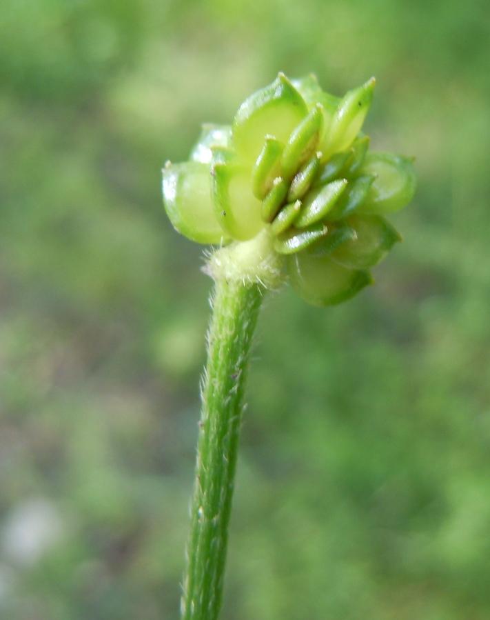 Ranunculus (6).JPG