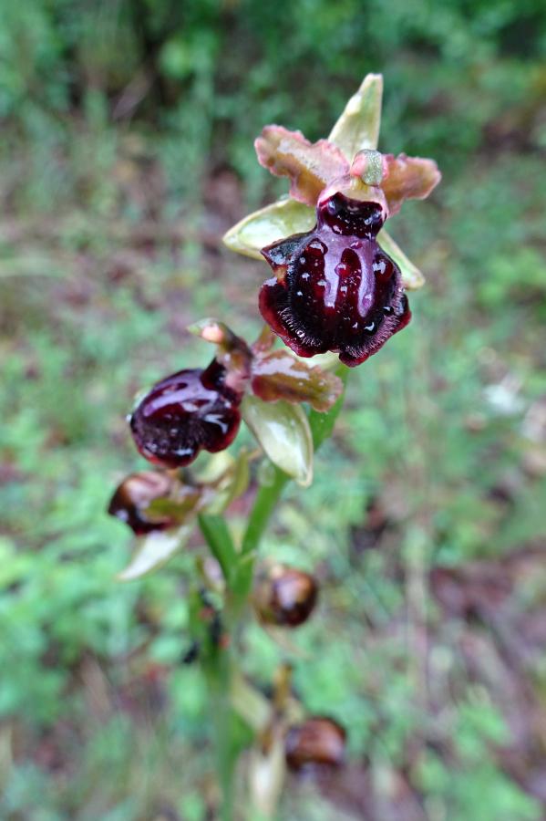 2024 04 raduno botanico Puglia (37) Pulsano Ophrys passionis.JPG