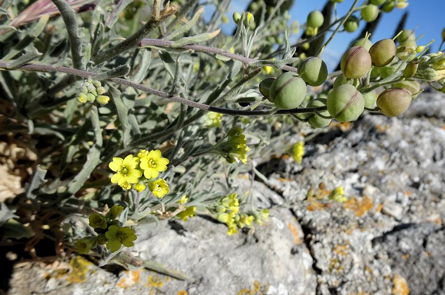 2024 04 raduno botanico Puglia (75) Pulsano Aurinia sinuata.JPG