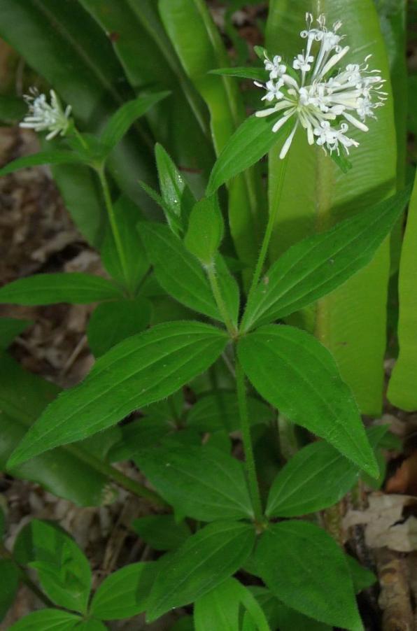 <i>Asperula taurina</i> L. subsp. <i>taurina</i>