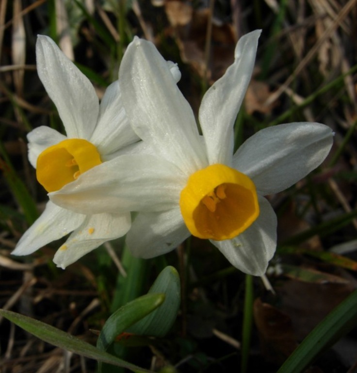 Narcissus tazetta subsp. tazetta 1 (7).jpg