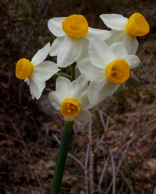 Narcissus tazetta L. subsp. tazetta (2).jpg
