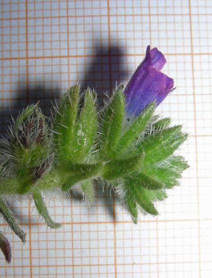 Echium sabulicola (13).jpg
