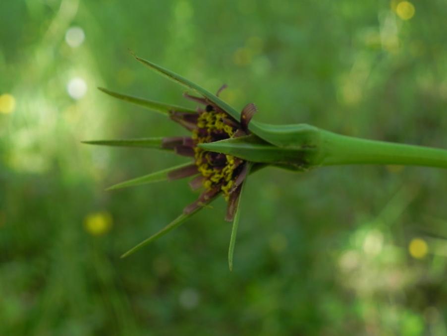 Tragopogon porrifolius - Bosco urbano 28-04-2024 (19).JPG