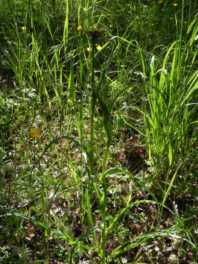 Tragopogon porrifolius - Bosco urbano 28-04-2024 (14).JPG