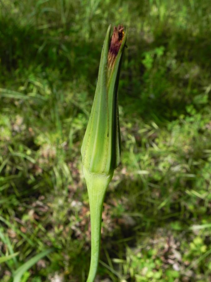 Tragopogon porrifolius - Bosco urbano 28-04-2024 (16).JPG
