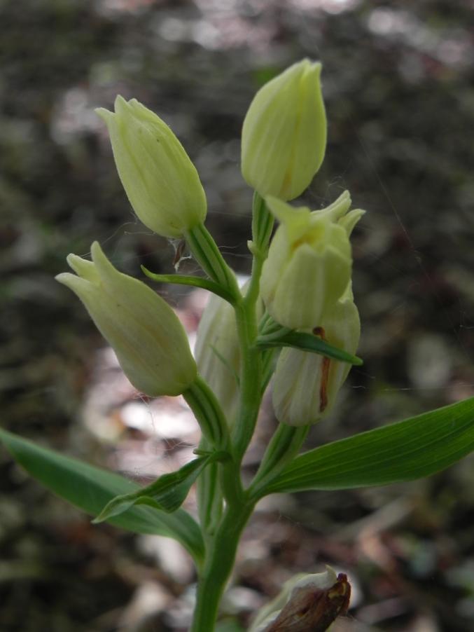 Cephalanthera damasonium - Bosco urbano 28-04-2024 (26).JPG