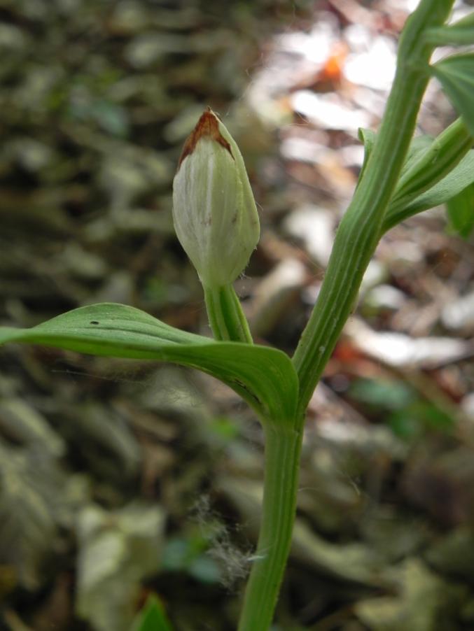 Cephalanthera damasonium - Bosco urbano 28-04-2024 (27).JPG