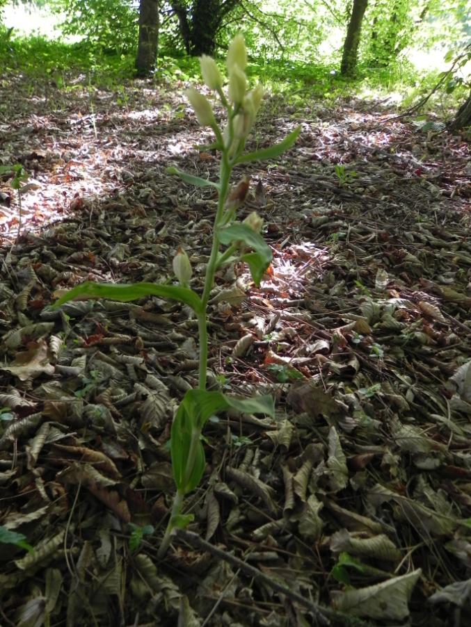 Cephalanthera damasonium - Bosco urbano 28-04-2024 (28).JPG
