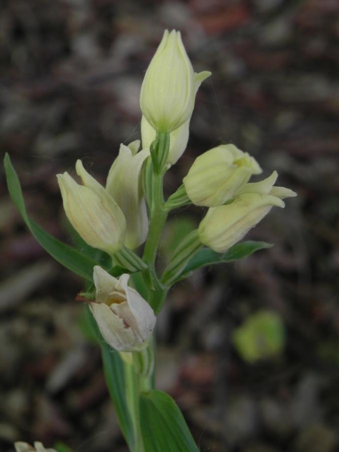 Cephalanthera damasonium - Bosco urbano 28-04-2024 (30).JPG