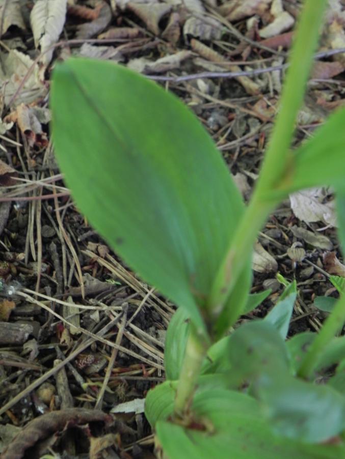 Cephalanthera damasonium - Bosco urbano 28-04-2024 (32).JPG