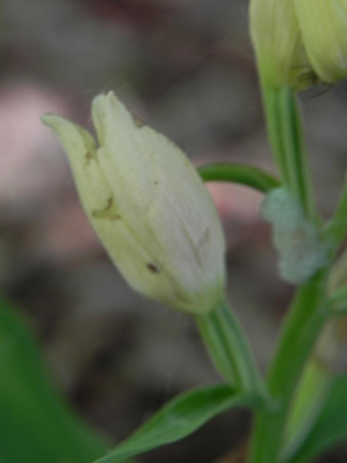 Cephalanthera damasonium - Bosco urbano 28-04-2024 (33).JPG
