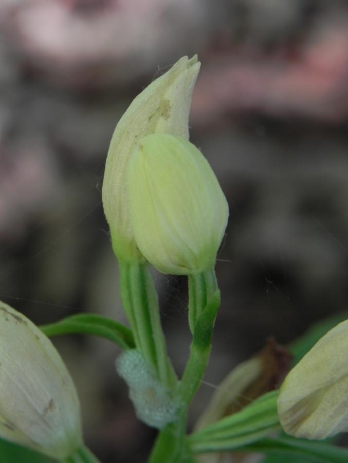 Cephalanthera damasonium - Bosco urbano 28-04-2024 (34).JPG