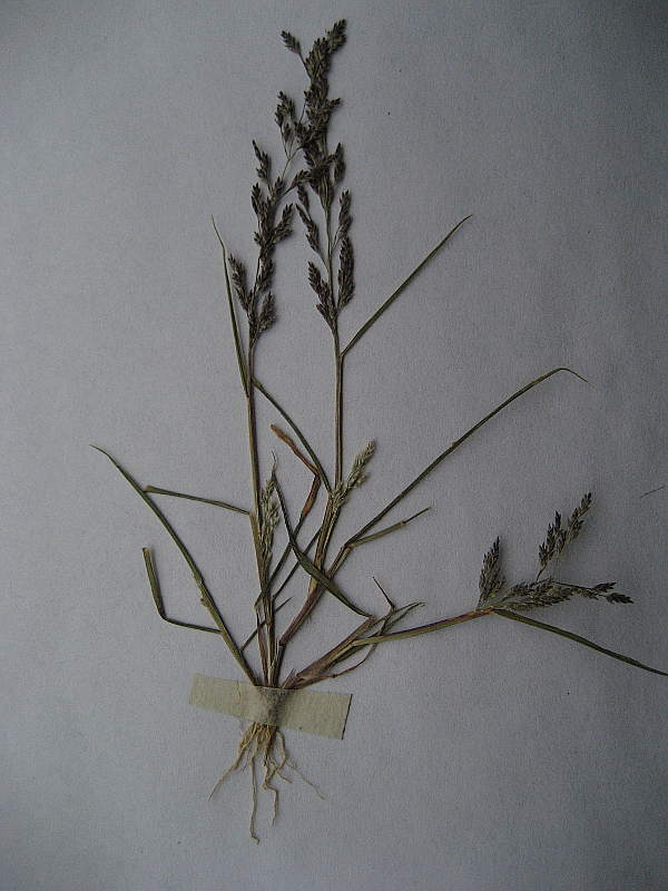 <i>Eragrostis frankii</i> (Fisch., C.A.Mey. & Avé-Lall.) Steud.