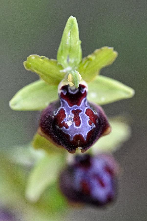 _DSC1011_Ophrys passionis.jpg