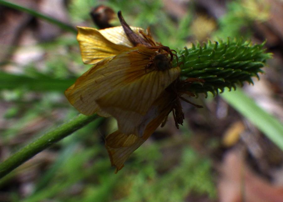 Ranunculus millefoliatus Vahl.JPG
