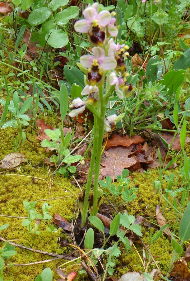 Ophrys tenthredinifera Willd. (2).JPG