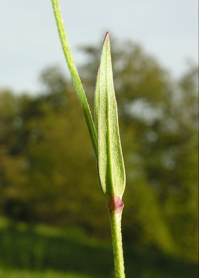 <i>Lychnis flos-cuculi</i> L. subsp. <i>flos-cuculi</i>