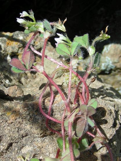 Trifolium subterraneum (4).jpg