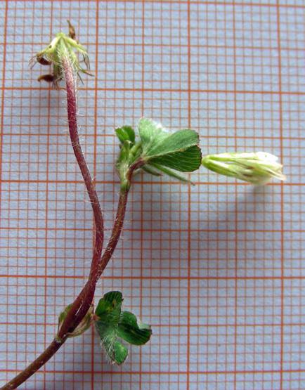 Trifolium subterraneum (8).jpg