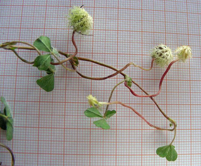 Trifolium subterraneum (9).jpg