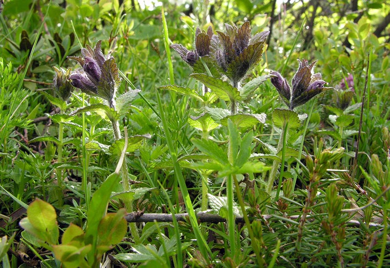 <i>Bartsia alpina</i> L.