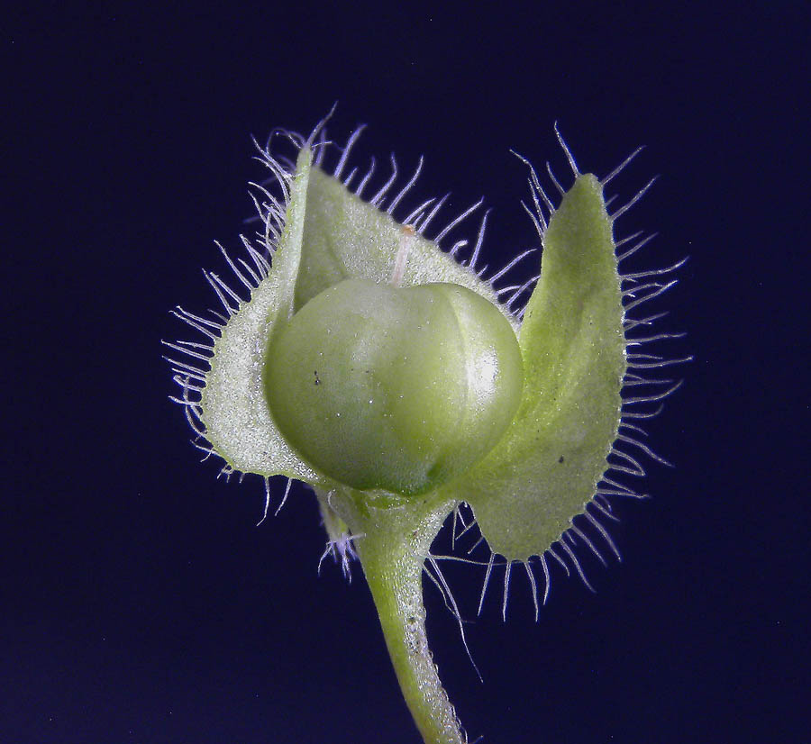 <i>Veronica hederifolia</i> L.