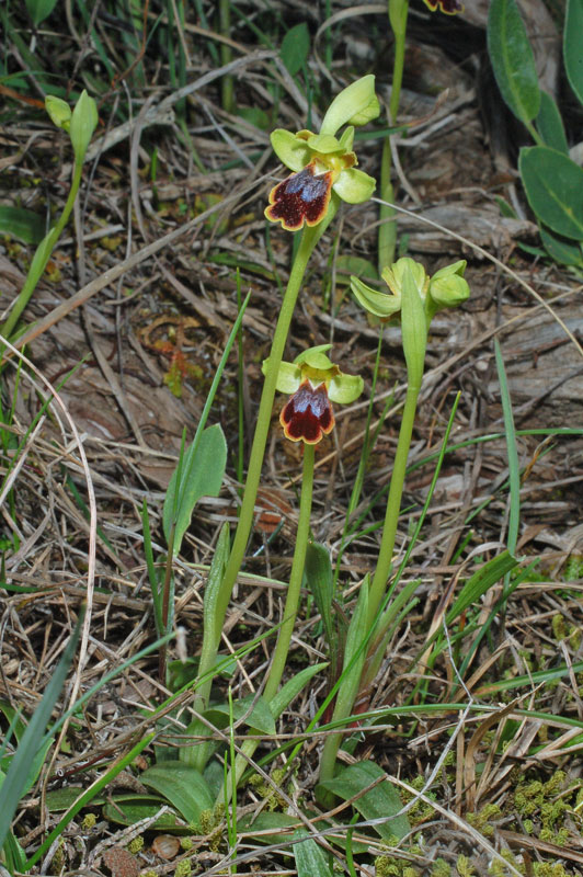 <i>Ophrys ortuabis</i> M.P.Grasso & Manca