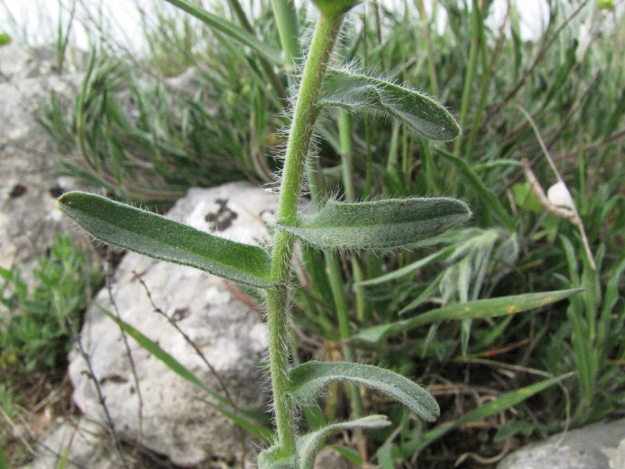 <i>Alkanna tinctoria</i> Tausch subsp. <i>tinctoria</i>