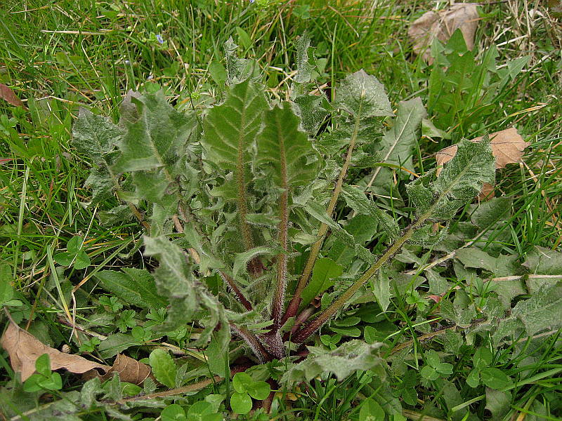 <i>Crepis taraxacifolia</i> Thuill.