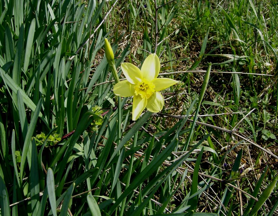 <i>Narcissus x incomparabilis</i> Mill.