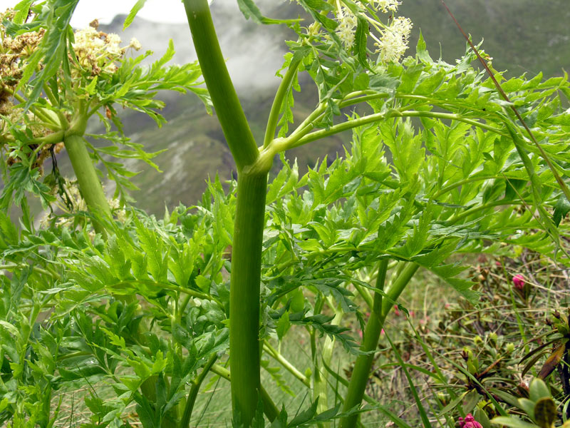 <i>Molopospermum peloponnesiacum</i> (L.) W.D.J.Koch subsp. <i>bauhinii</i> I.Ullmann