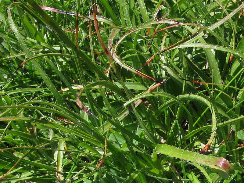 <i>Luzula spicata</i> (L.) DC. subsp. <i>conglomerata</i> (W.D.J.Koch) Murr