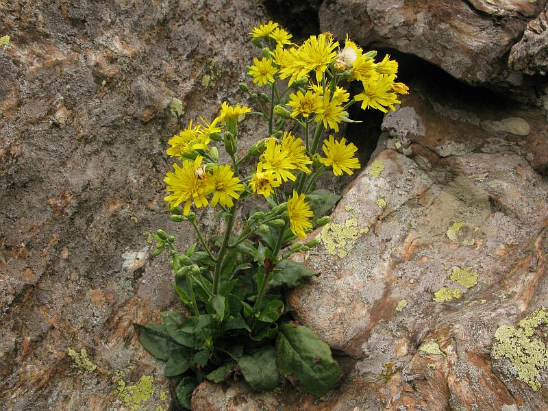 <i>Hieracium racemosum</i> Waldst. & Kit. ex Willd.