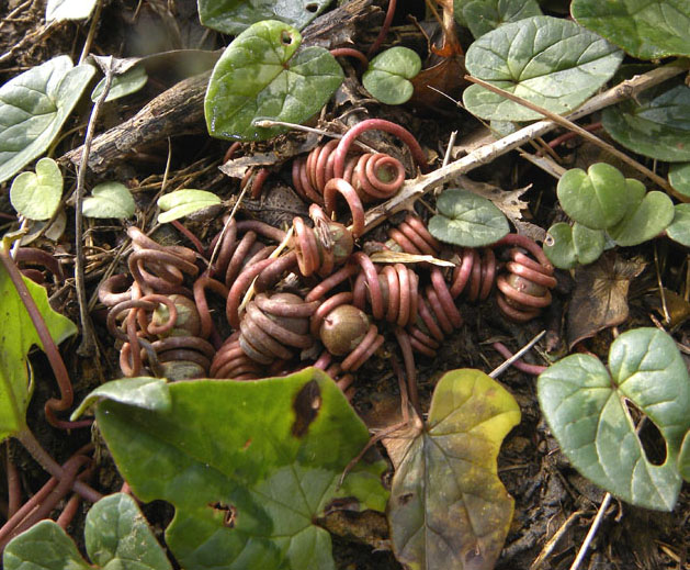 <i>Cyclamen repandum</i> Sm. subsp. <i>repandum</i>