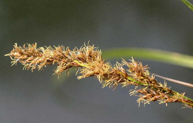 <i>Carex paniculata</i> L. subsp. <i>paniculata</i>